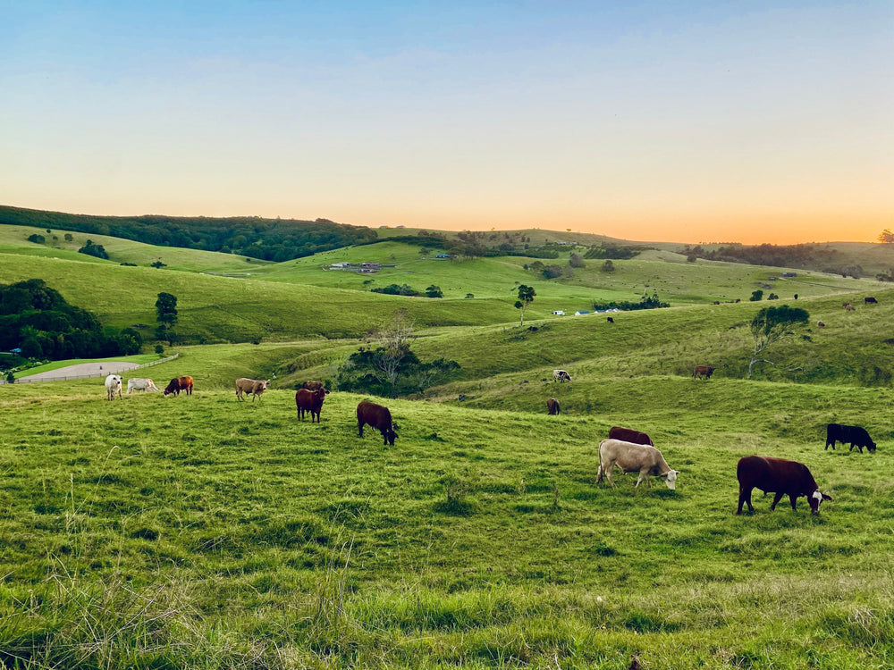 Beyond Sustainability: The Real-World Impact of Regenerative Agriculture in California