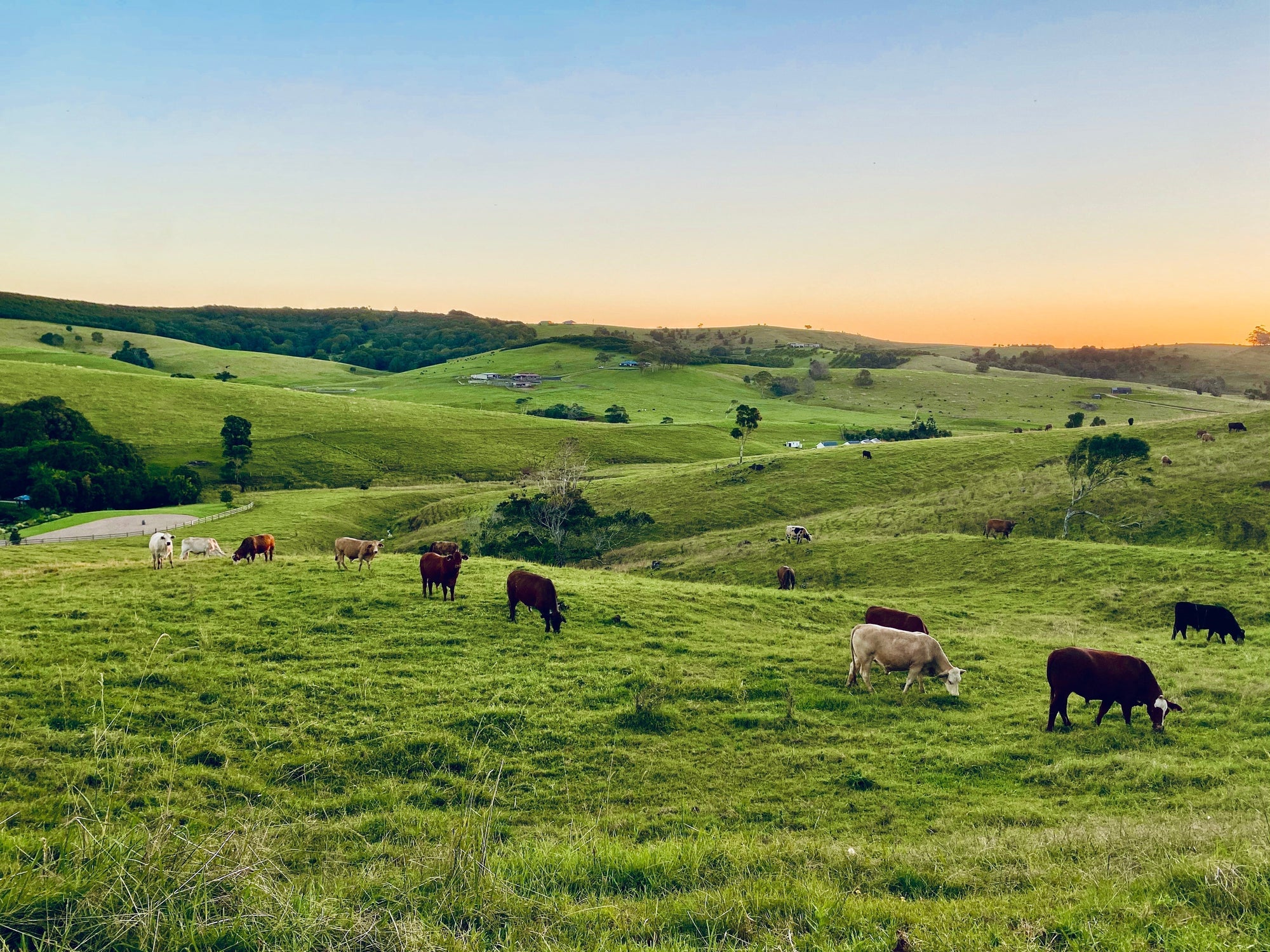 Beyond Sustainability: The Real-World Impact of Regenerative Agriculture in California